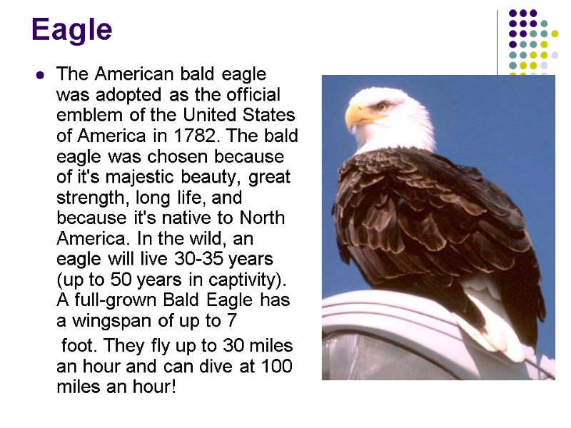 Eagle The American bald eagle was adopted as the official emblem of the United